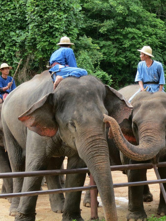 Elephants in Thailand, Courtesy of Nicola Mayer