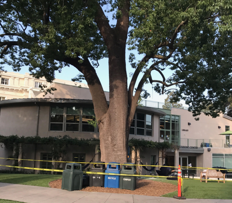Senior quad closed indefinitely due to falling of two tree limbs