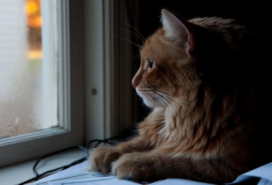 Doing absolutely nothing, such as staring out a window, allows your brain to strengthen neural pathways while increasing learning abilities. Creative Commons Photo: Wikimedia Commons. 