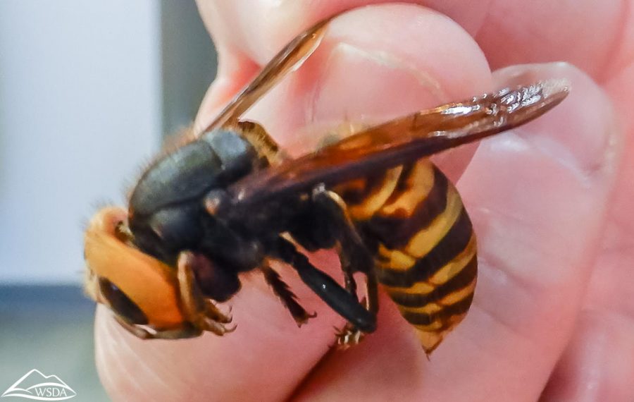 The Asian Giant Hornet, or the murder hornet, in comparison to a human hand. Creative Commons image: Washington State Department of Agriculture on Flickr.