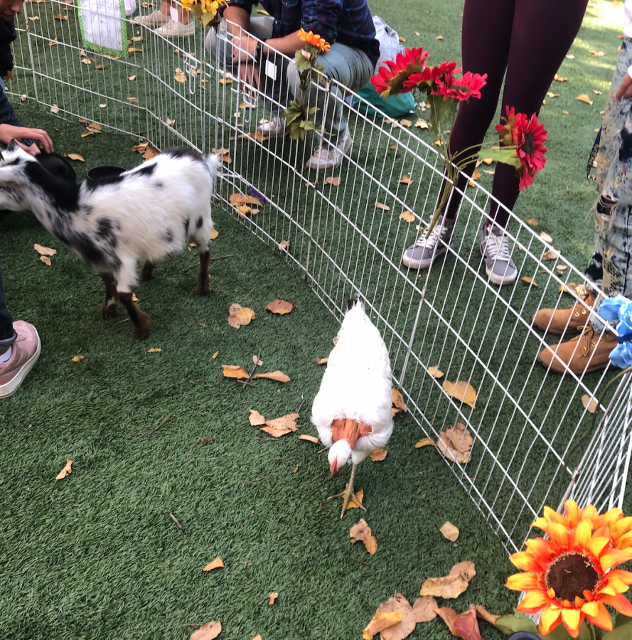 On Monday, Nov. 22, 2019, Menlo Students were given the opportunity to participate in the petting zoo provided by Jasper Ridge Farm. The opportunity was spearheaded by the Mental Health @ Menlo Club in an attempt to improve students mental health during Finals week. 
Staff Photo: Ari Krane
