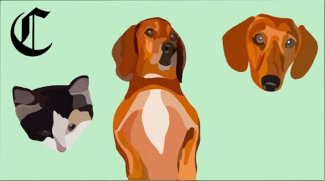 In a new series, teachers at Menlo tell The Coat of Arms about their pet(s). In this episode, French teacher Corinne Chung talks about her dogs, Dagobert and Gustave, and her cat, Lili. Staff illustration: Sutton Inouye