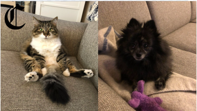 In a new series, teachers at Menlo tell the Coat of Arms about their pets. In this episode, math teacher Christine Walters talks about her dog, Ariana and her cat, Rosie.  Photos courtesy of Christine Walters