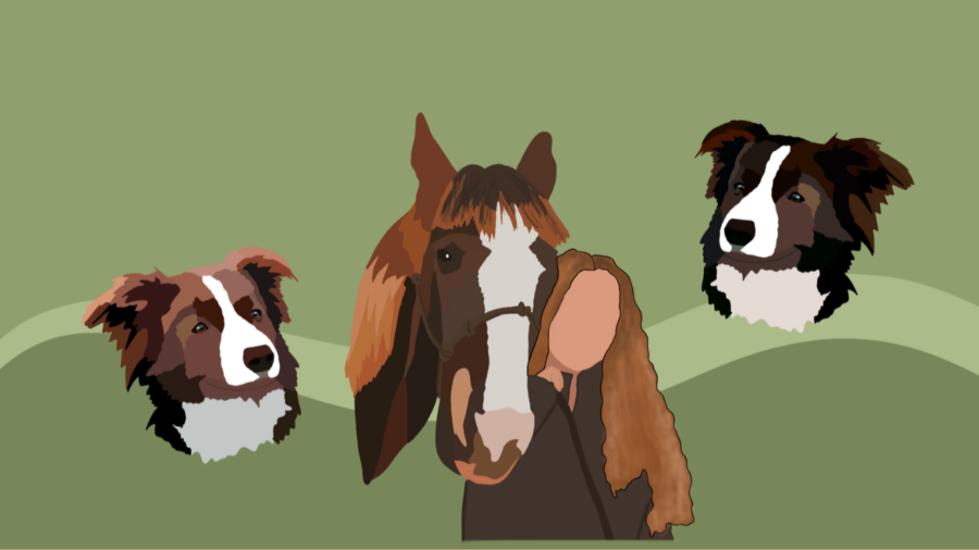 In the latest edition of this series, Patti Frias tells The Coat of Arms about her horses and dogs. Staff Illustration: Sutton Inouye